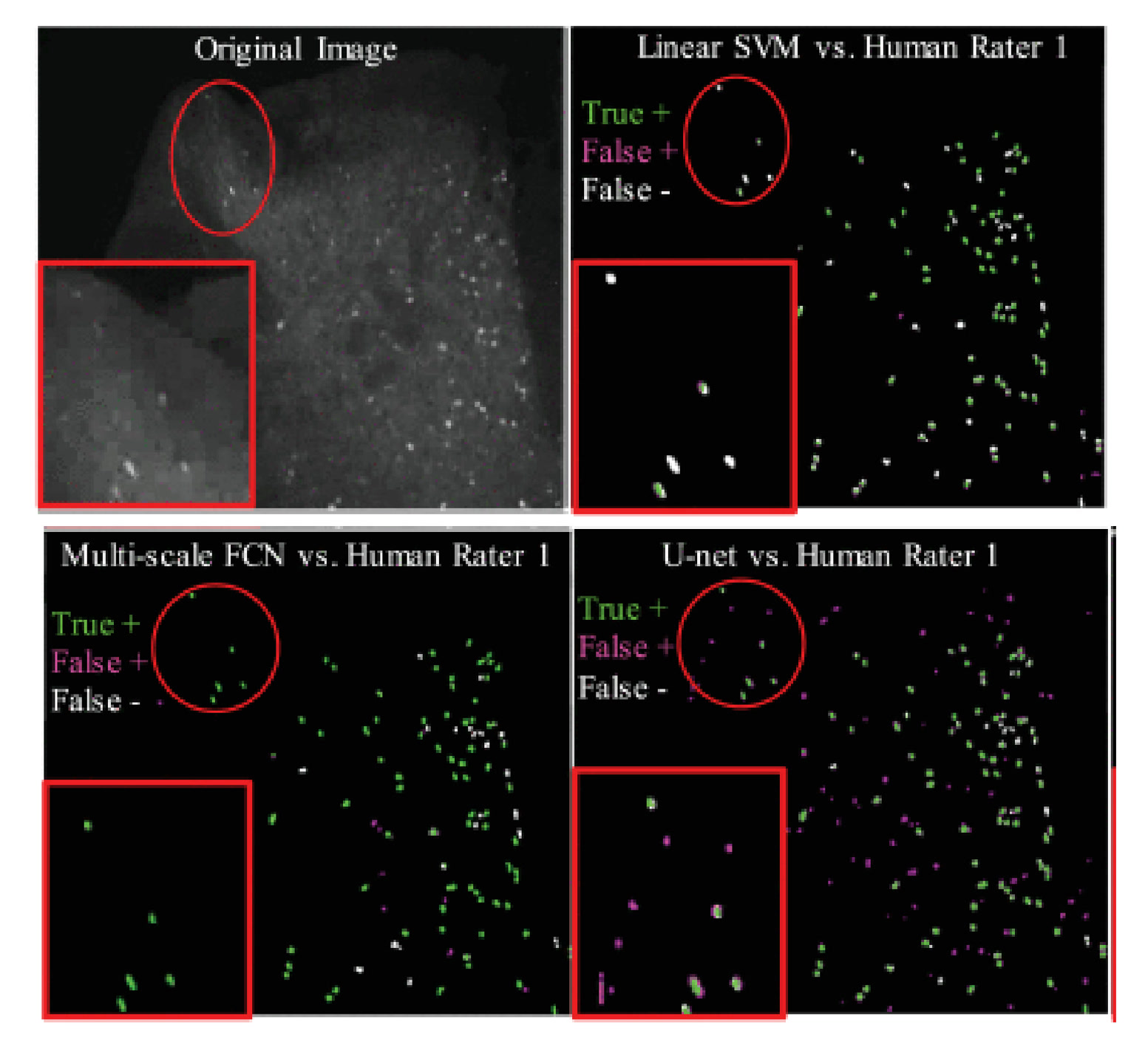 Deep learning vs classical methods for automated cell segmentation